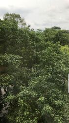 Scotts 28 (D9), Condominium #433139071
